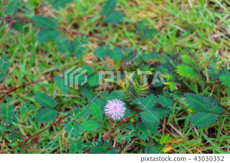 mimosa pudica flower of shy plant  43030352
