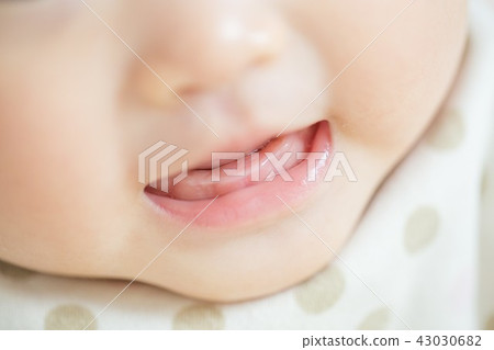 乳牙 43030682