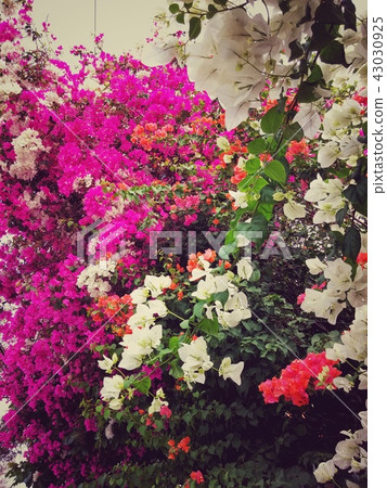 Colorful triplet or paper flower, Bougainvillea Colorful triplet or paper flower, Bougainvillea 43030925