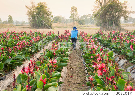 planter spraying pesticide in partition Canna  43031017