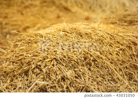 rice peel after harvest and hull background 43031050