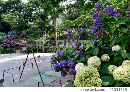 Itapaashi Izumi Park位於Itabashi-ku繡球花 Itapaashi Izumi Park位於Itabashi-ku繡球花 43031619