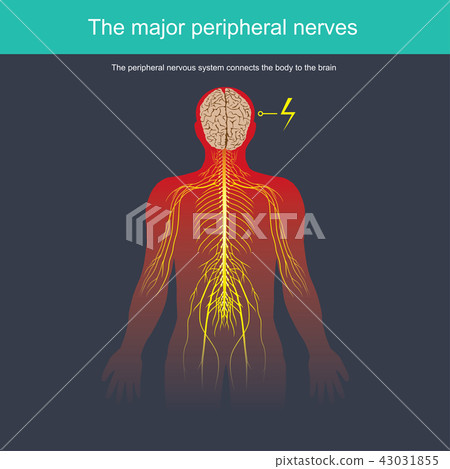 The peripheral nervous system connects the body 43031855