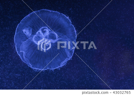 Aurelia aurita, moon jellyfish swimming Aurelia aurita, moon jellyfish swimming 43032765