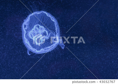 Aurelia aurita, moon jellyfish swimming Aurelia aurita, moon jellyfish swimming 43032767