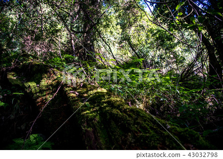 西巒大山 西巒大山 43032798