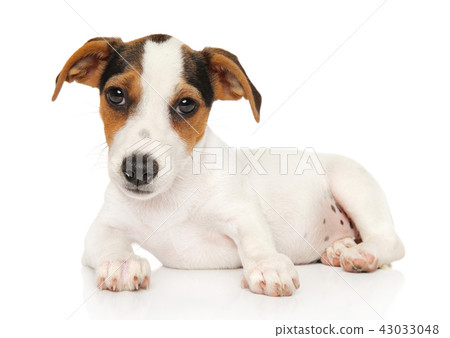 Cute JackRussel terrier on white background 43033048