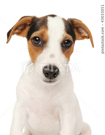 Jack Russell terrier puppy on white background Jack Russell terrier puppy on white background 43033051