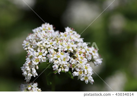 蕎麥花 - 日本八月 -  43034014