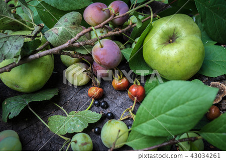 Still life with wild plum apple rose hips and black currant Still life with wild plum apple rose hips and black currant 43034261