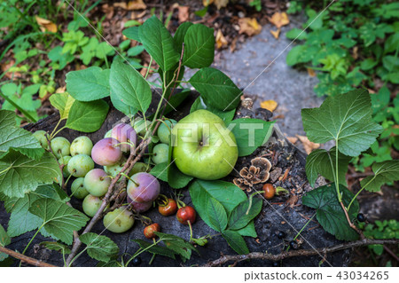 Still life with wild plum apple rose hips and black currant 43034265