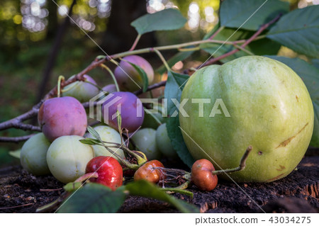Still life with wild plum apple rose hips and black currant 43034275