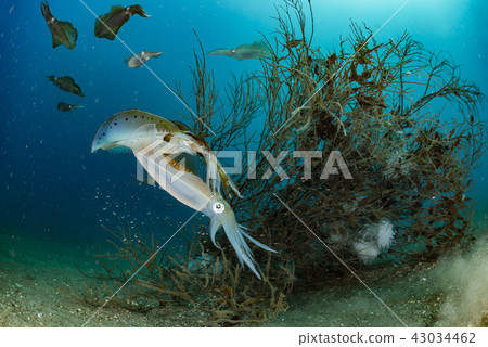 烏賊 烏賊 43034462