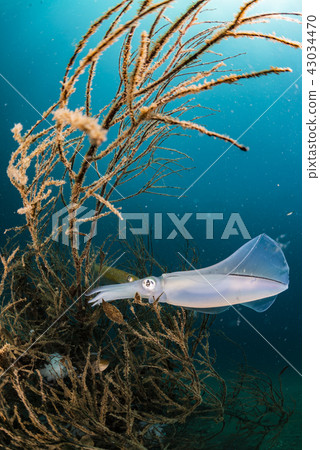 AOLIICA AOLIICA 43034470