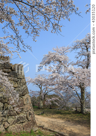 National treasure Hikone Castle Nishinomaru cherry tree 43035120