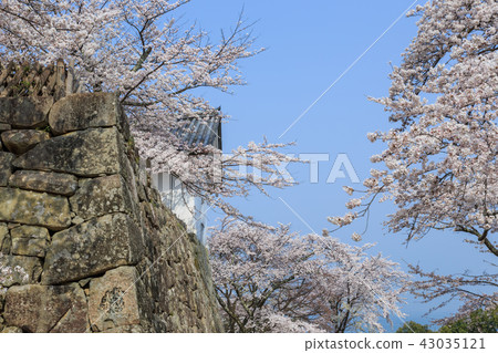 National treasure Hikone Castle Nishinomaru cherry tree 43035121
