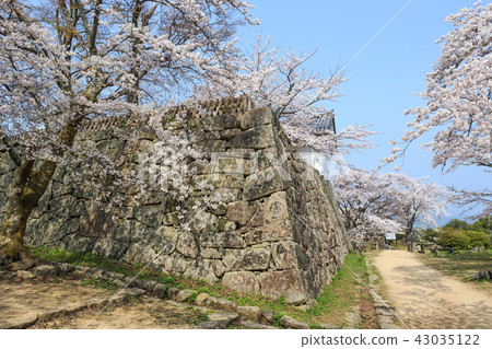 國寶彥根城西野丸櫻花 43035122