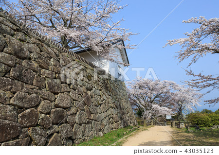 國寶彥根城西野丸櫻花 43035123