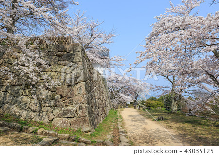 國寶彥根城西野丸櫻花 43035125