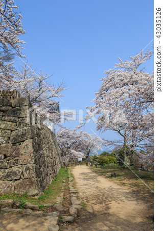 國寶彥根城西野丸櫻花 43035126