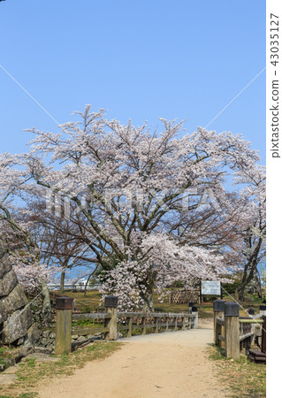 National treasure Cherry blossom from Hikone Castle National treasure Cherry blossom from Hikone Castle 43035127