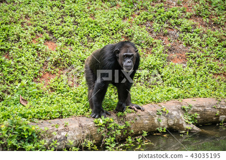chimpanzee mokey sit on stump tree with grass chimpanzee mokey sit on stump tree with grass 43035195