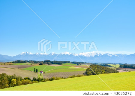 Biei Biei 43035272