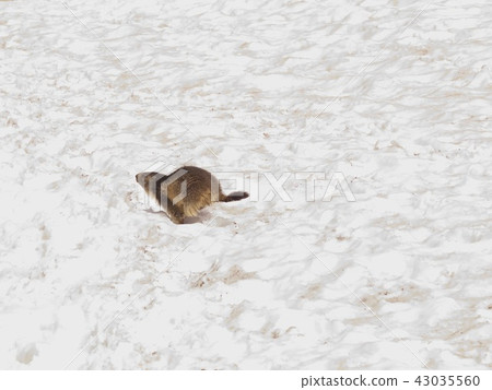 Marmot / Col de la Seigne,Italy     43035560