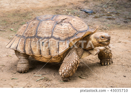 Galapagos tortoise in motion be an animal living 43035710