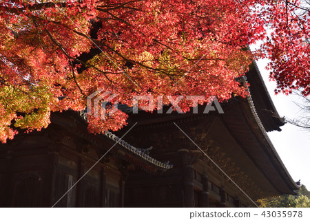 Nanzenji Sanmon autumn leaves 43035978