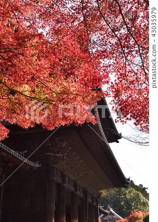 Nanzenji Sanmon autumn leaves 43035979