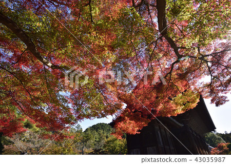 Nanzenji Sanmon秋葉 43035987