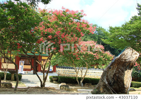 Tongdosa Tongdosa 43037110