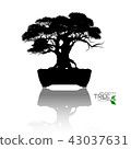 Vector of Bonsai tree. Japanese and Chinese trees. 43037631