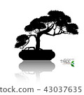 Vector of Bonsai tree. Japanese and Chinese trees. 43037635