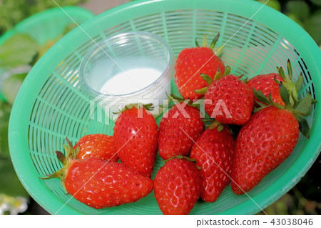 Strawberry picking 43038046