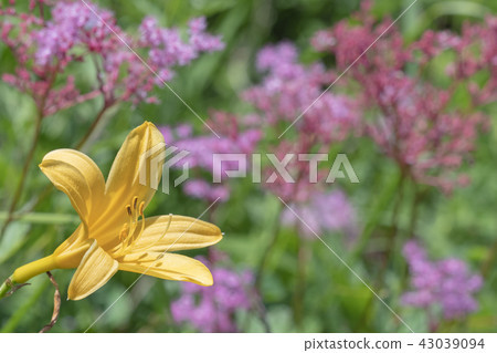 Takamine Highland Nikko Kishge Takamine Highland Nikko Kishge 43039094