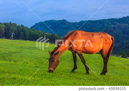 Tokui Cape Dawn的Miyazaki Ma [宮崎縣Kushima-shi] 43039155