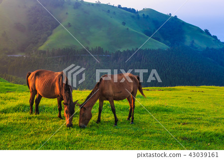 Tokui Cape Dawn的Miyazaki Ma [宮崎縣Kushima-shi] 43039161