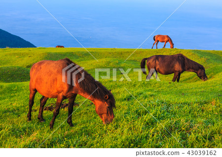 Miyazaki Ma of Tokui Cape Dawn [Kushima-shi, Miyazaki Prefecture] 43039162