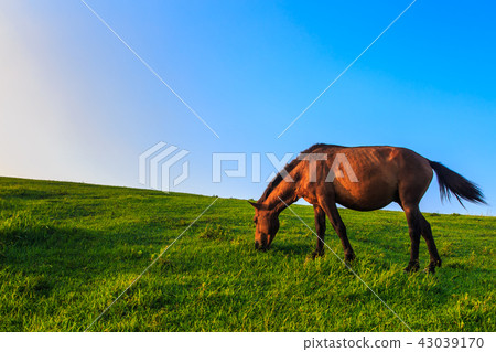 Tokui Cape Dawn的Miyazaki Ma [宮崎縣Kushima-shi] 43039170