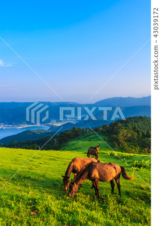 Miyazaki Ma of Tokui Cape Dawn [Kushima-shi, Miyazaki Prefecture] 43039172