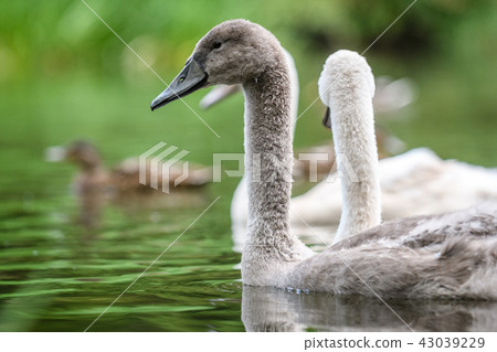 Swan chicks on river Swan chicks on river 43039229