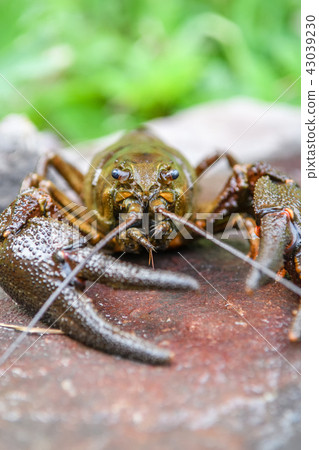 Live European crayfish 43039230