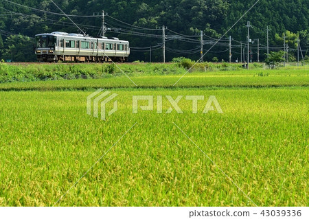 Railway train Sanin main line Kyoto mouth 223 ordinary local senior area - Funaoka Nantan City rice field rice paddy rice seedlings 43039336