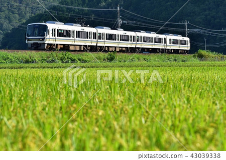 Railway train Sanin main line Kyoto mouth 221 ordinary local senior area - Funaoka Nantan City rice field rice paddy rice seedlings 43039338