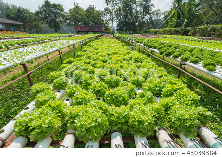 Organic hydroponic vegetable in cultivation farm Organic hydroponic vegetable in cultivation farm 43039384