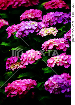 Hydrangea flowers that can enjoy color change Hydrangea flowers that can enjoy color change 43039566
