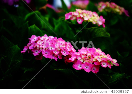 Hydrangea flowers that can enjoy color change Hydrangea flowers that can enjoy color change 43039567