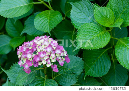 繡球花 43039783